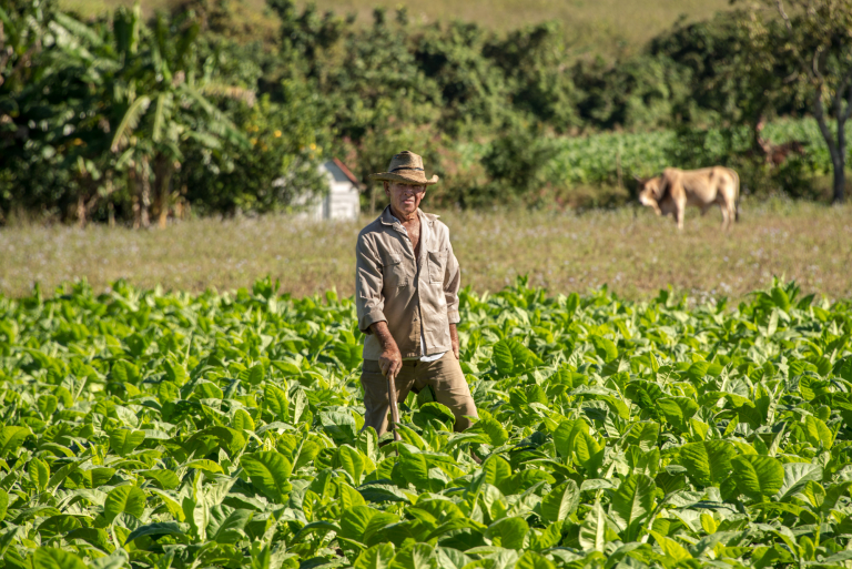 retrato de agricultor, hoja de tabaco, Pinar Del Río, Cuba 2016