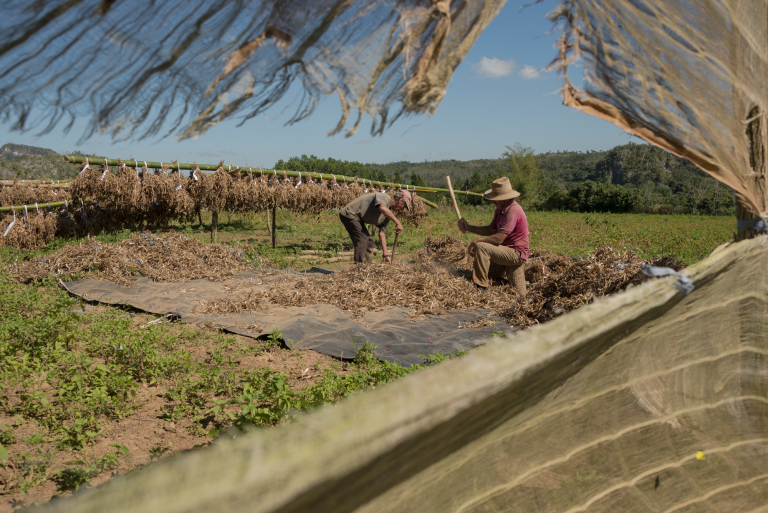 agricultores golpeando la hoja de tabaco, Pinar Del Río, Cuba 2016
