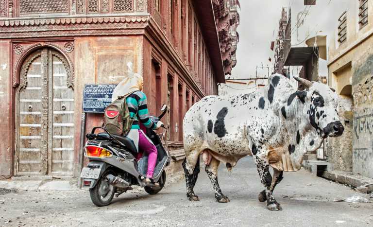 Vaca sagrada, Humanos y animales conviven en Bikaner, India 2015