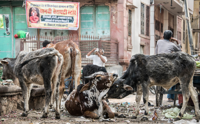 Vacas sagradas, mercado de comida en Bikaner, India 2015Bikaner, India 2015
