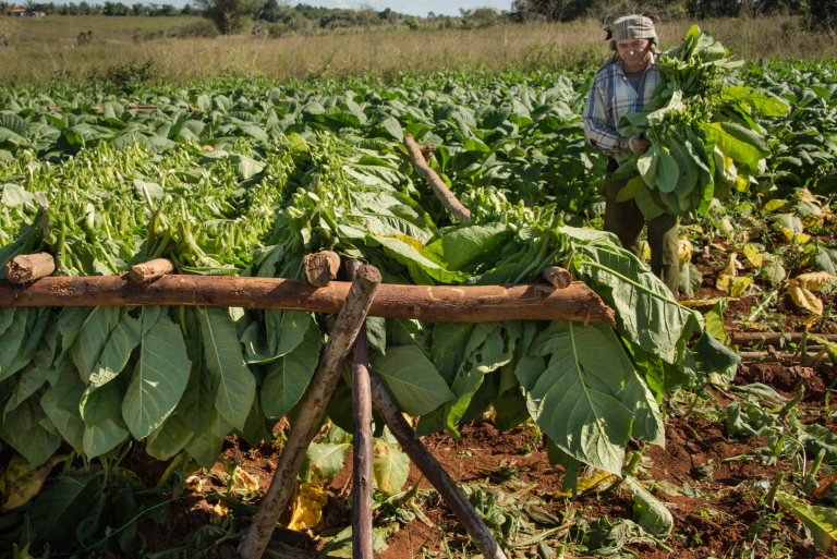 hojas cortadas para secado, agricultura, Hojas de Tabaco para Puros, Pinar Del Río, 2016
