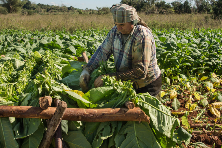 Agricultor colgando hojas de tabaco para secado, Hojas de Tabaco para Puros, Pinar Del Río, 2016