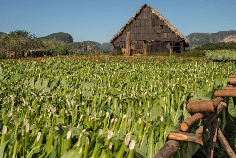 Campo de Tabaco, terreno después de cortar las hojas, casa de secado, cuje, Puros, Pinar Del Río, 2016
