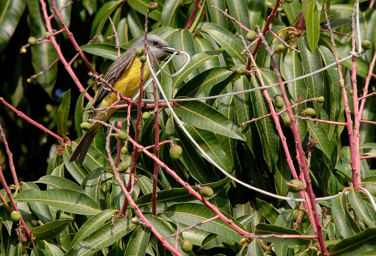 Pájaro con cuerda, El Avila, sederos y caminos, Caracas, 2009