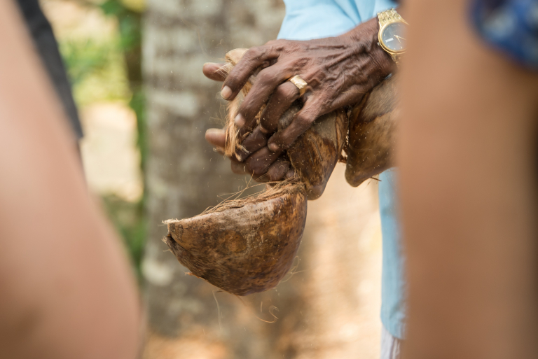 Extrayendo de la cáscara la Fibra de Coco, Cochín, India 2015